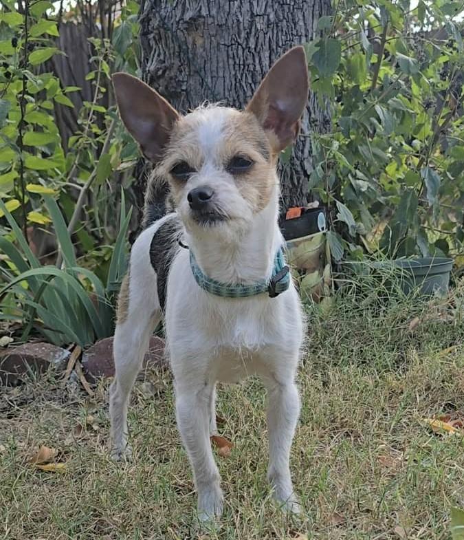 Enlarge Olive, an adopted mixed breed in East Hartford, CT image 2/6