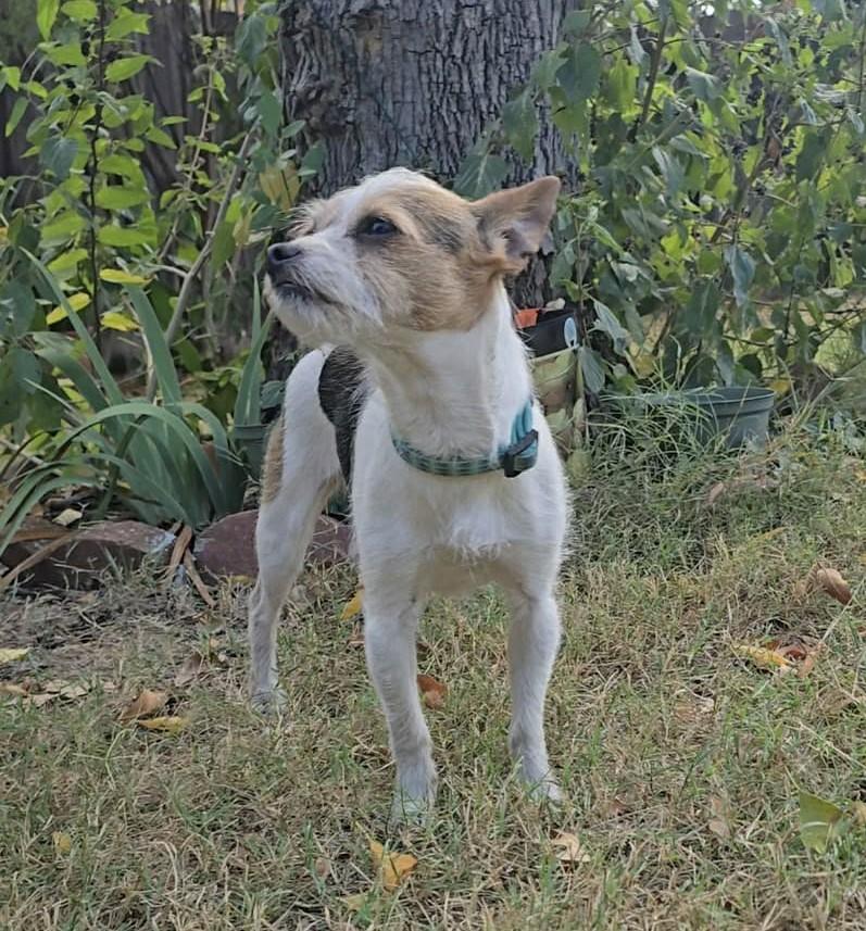 Enlarge Olive, an adopted mixed breed in East Hartford, CT image 4/6