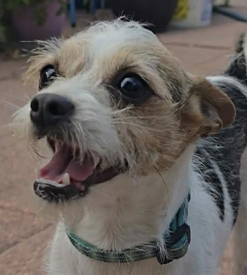 Olive, adopted, Young Female Jack Russell Terrier & Chihuahua.