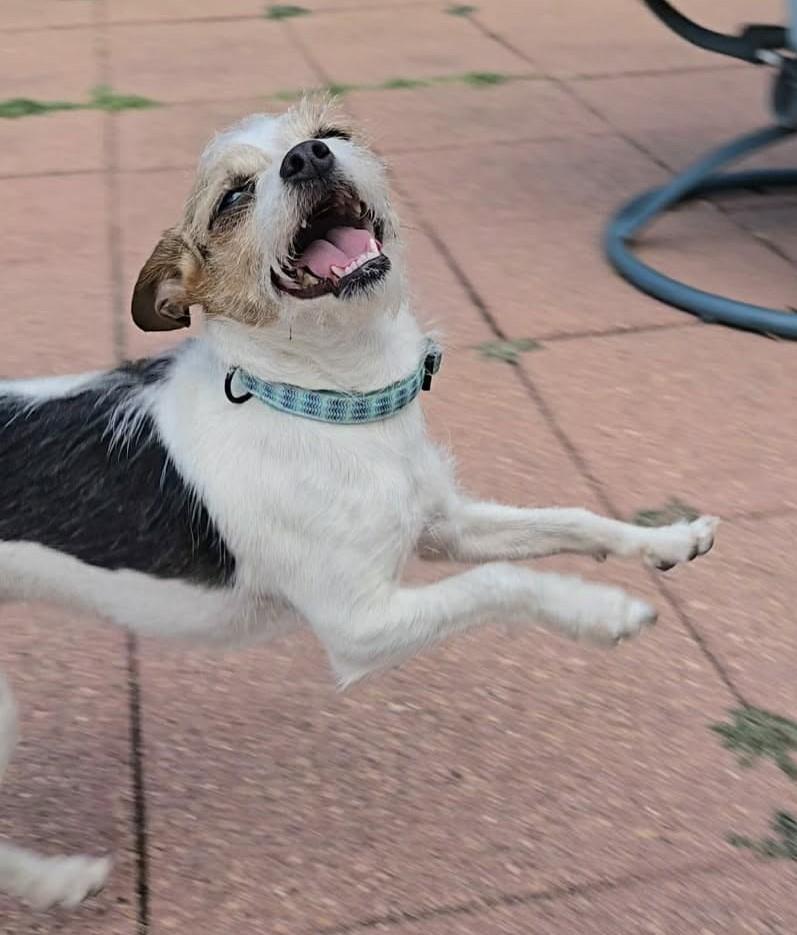 Enlarge Olive, an adopted mixed breed in East Hartford, CT image 5/6