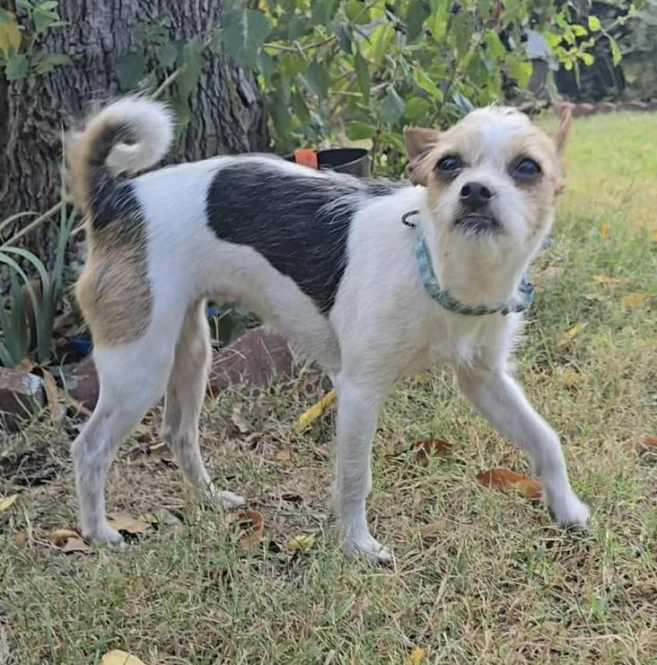 Enlarge Olive, an adopted mixed breed in East Hartford, CT image 6/6