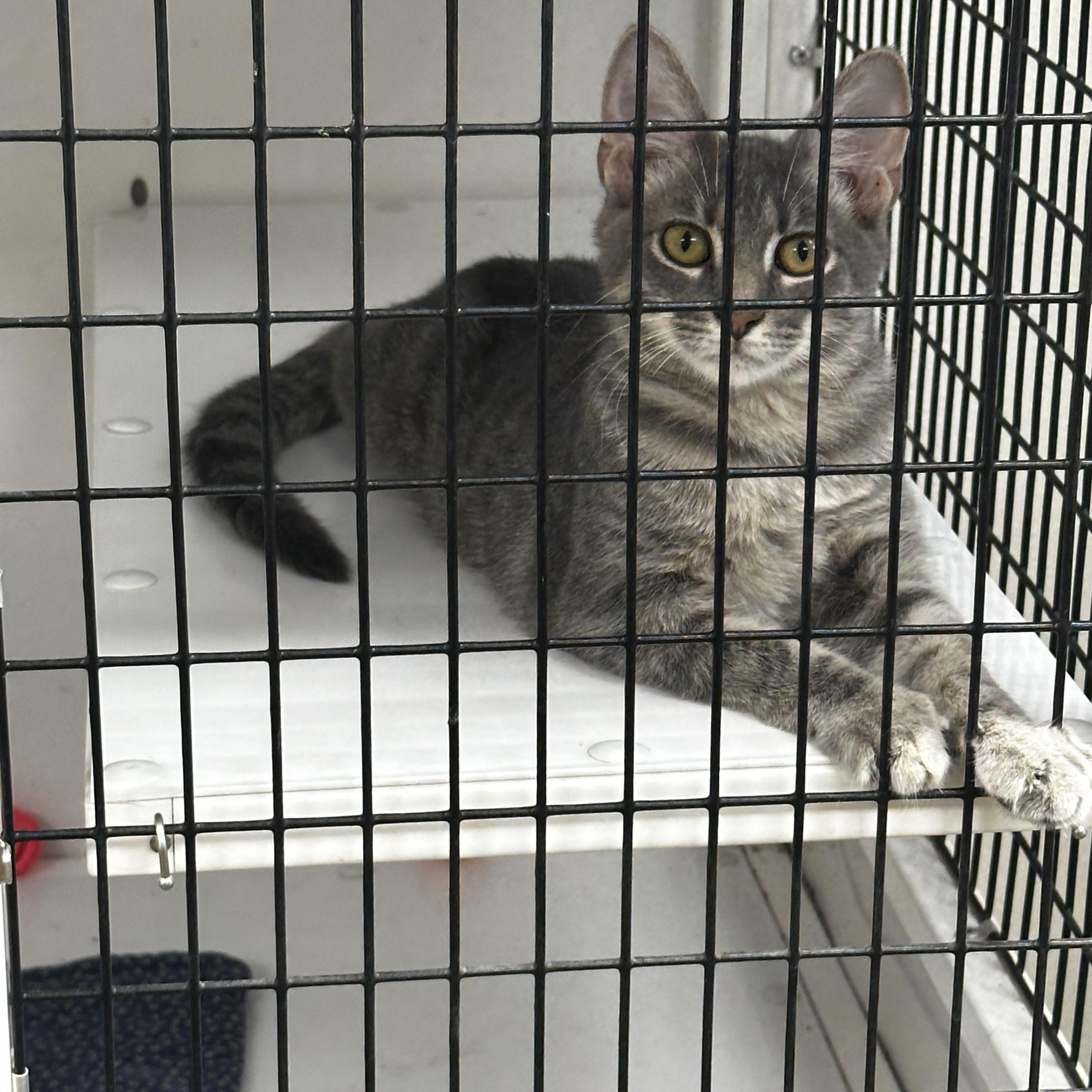 Pluto, a Adoptable Domestic Short Hair in Port Lavaca, TX image 5/5