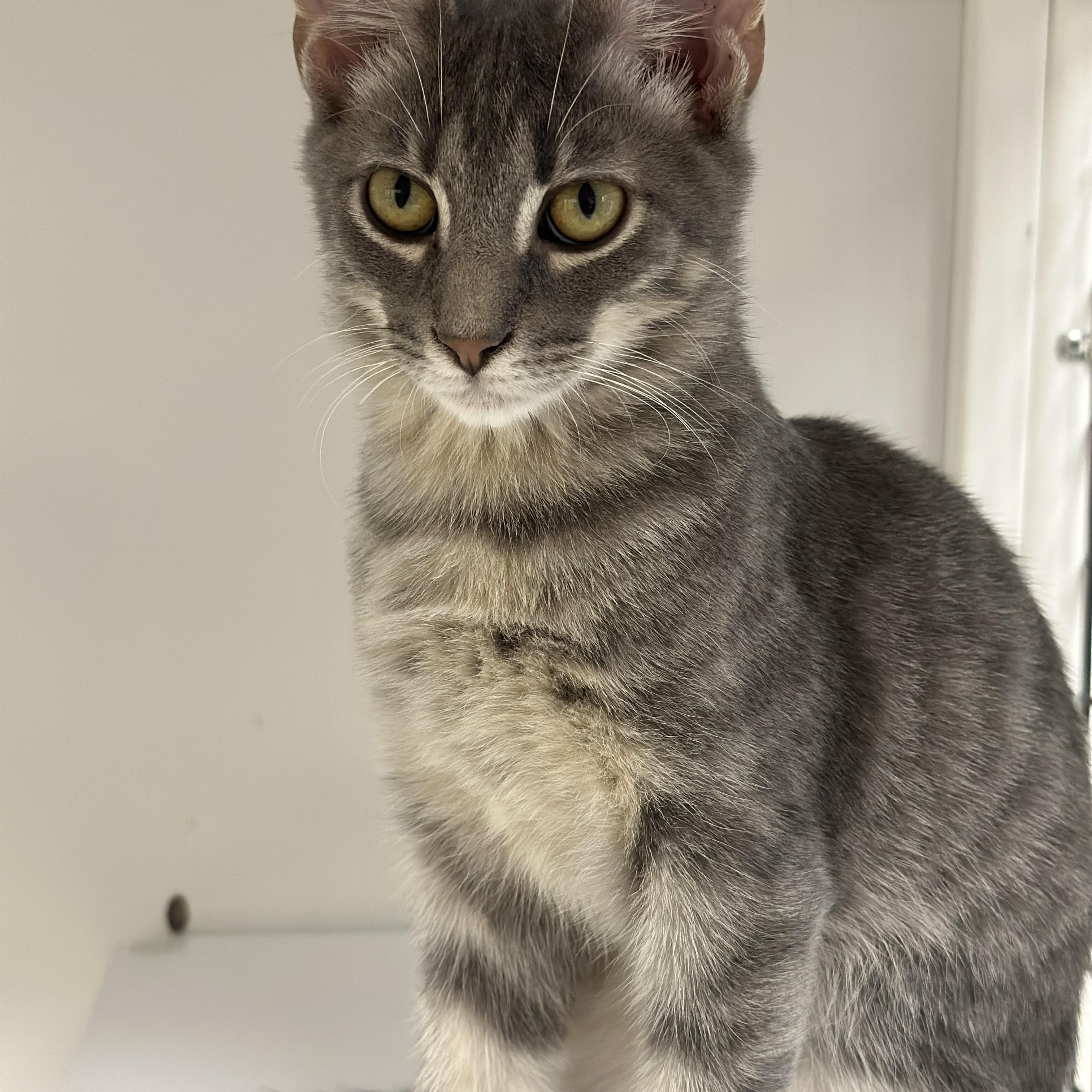Pluto, an adoptable Domestic Short Hair in Port Lavaca, TX, 77979 | Photo Image 1