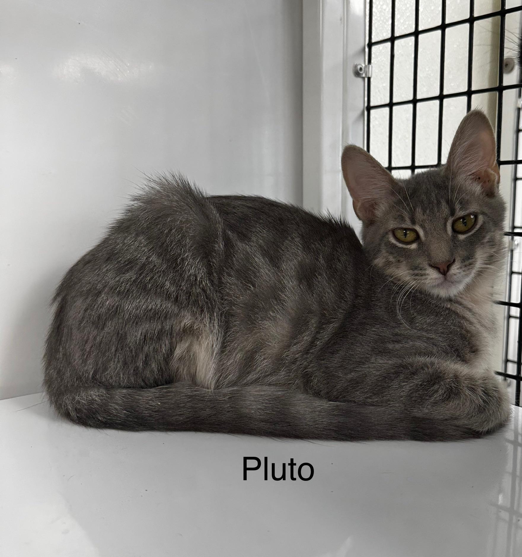 Pluto, an adoptable Domestic Short Hair in Port Lavaca, TX, 77979 | Photo Image 4
