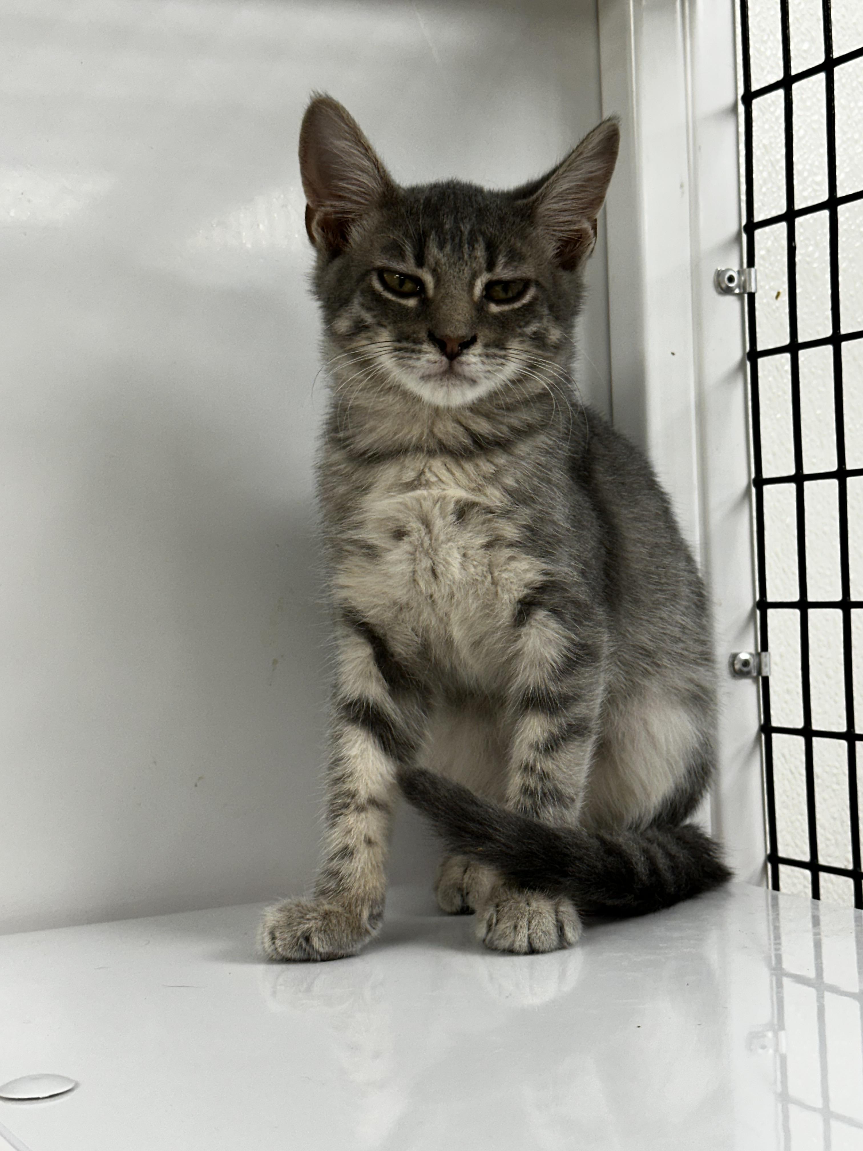Pluto, a Adoptable Domestic Short Hair in Port Lavaca, TX image 3/5