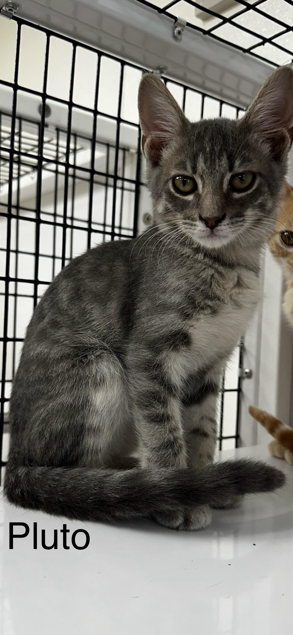 Pluto, an adoptable Domestic Short Hair in Port Lavaca, TX, 77979 | Photo Image 2