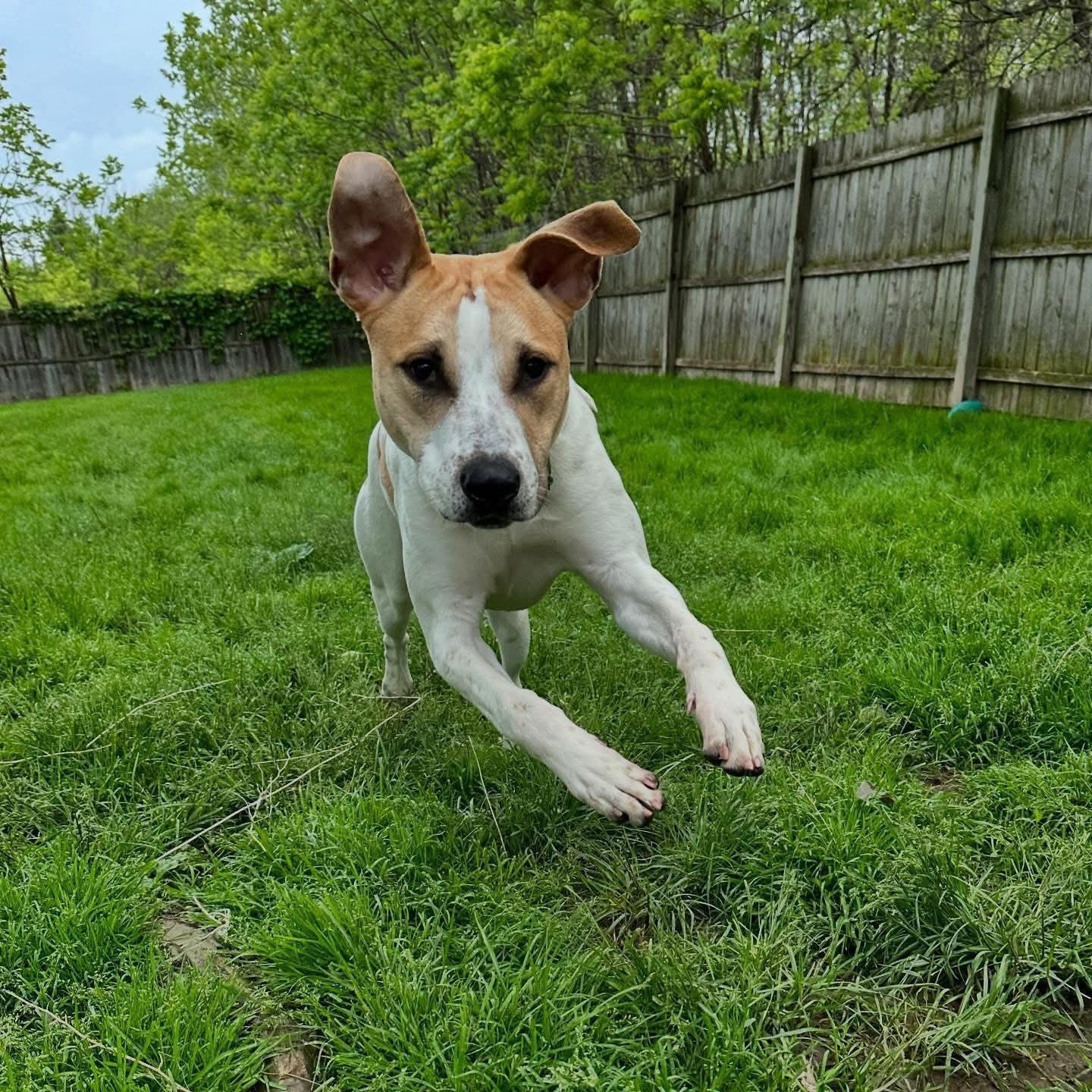 Goliath, Adoptable, Young Male Terrier.