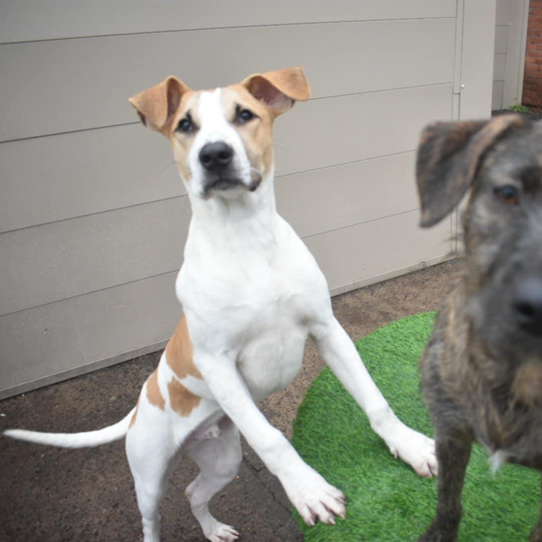 Goliath, a Adoptable mixed breed in Penfield, NY image 5/6