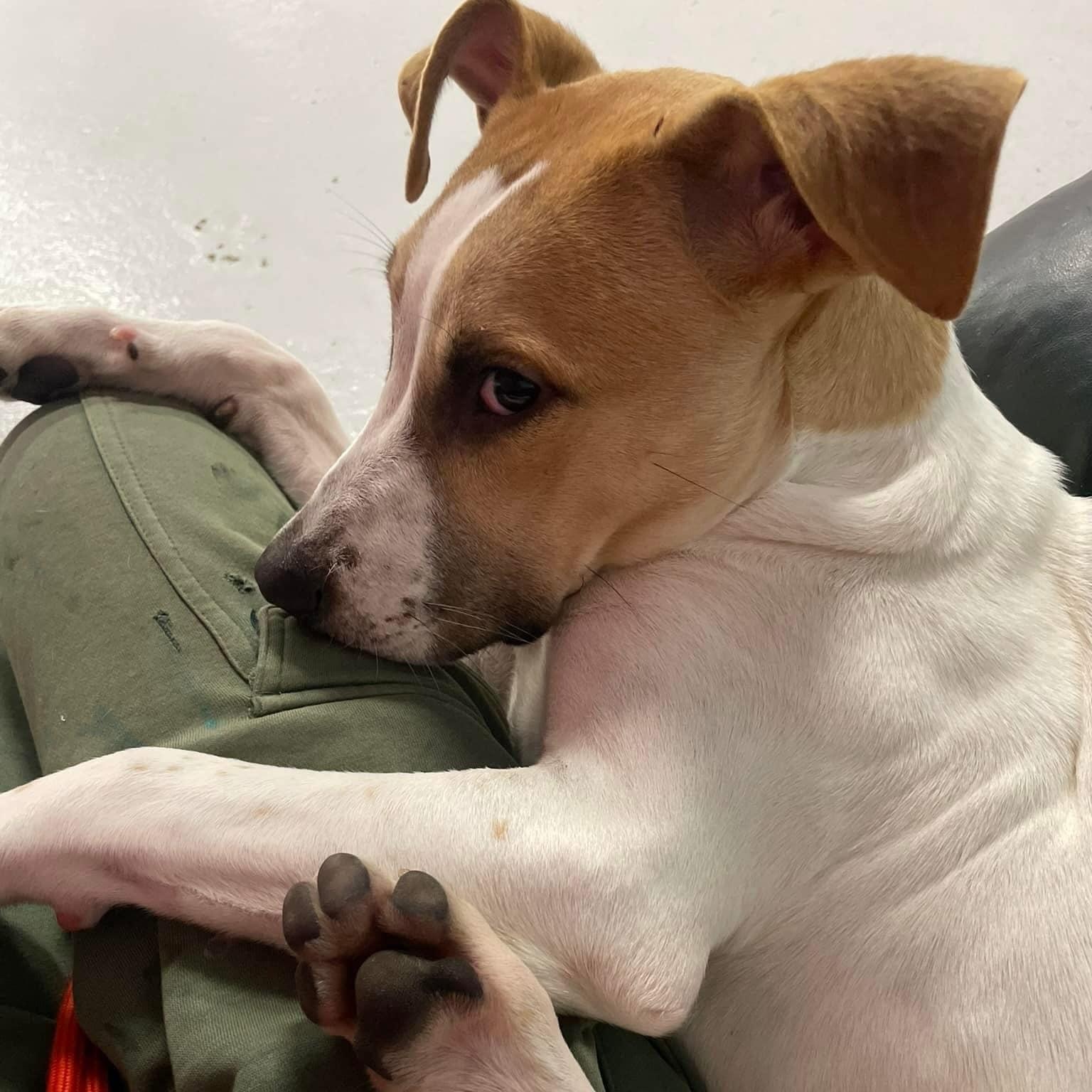 Goliath, a Adoptable mixed breed in Penfield, NY image 4/6