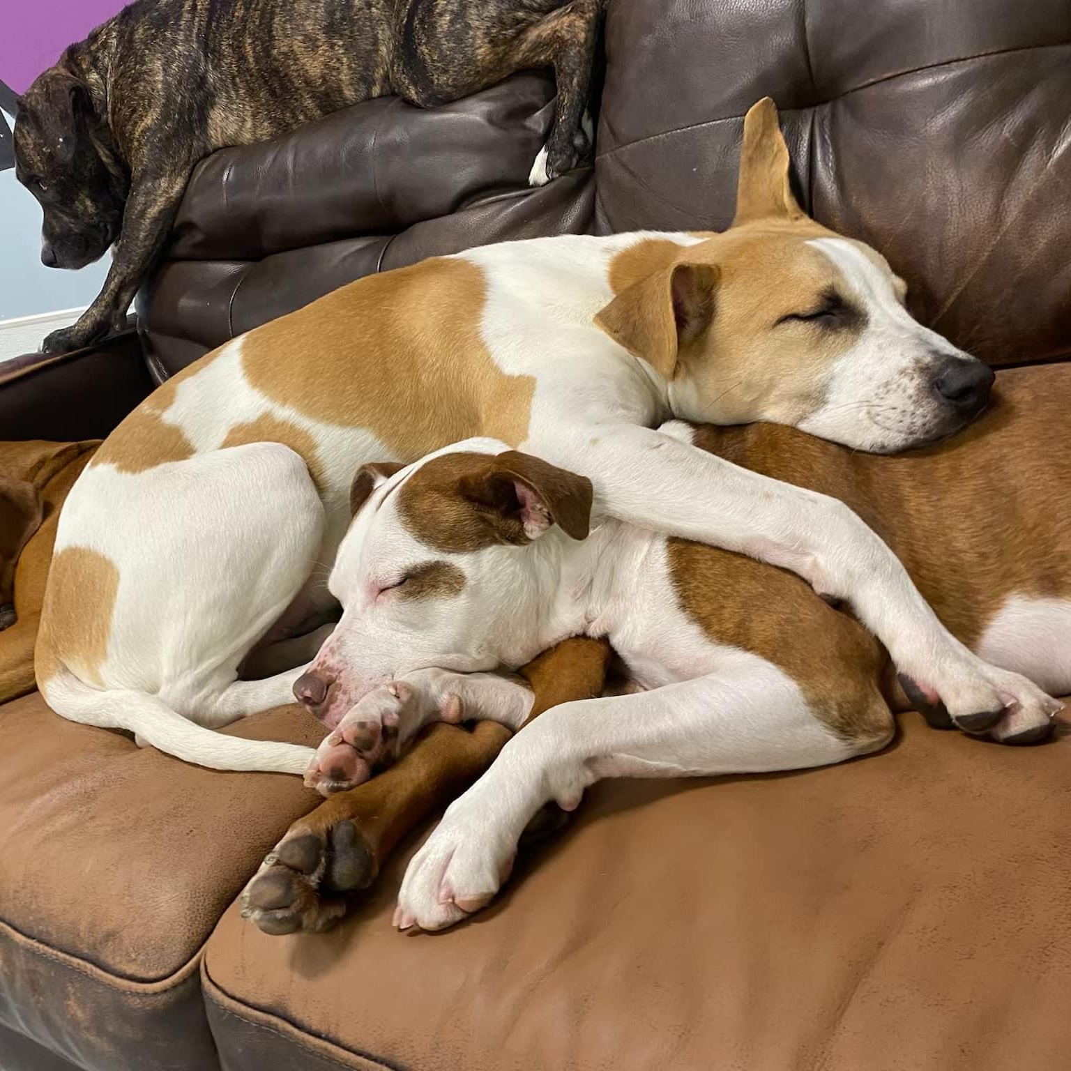 Goliath, a Adoptable mixed breed in Penfield, NY image 6/6