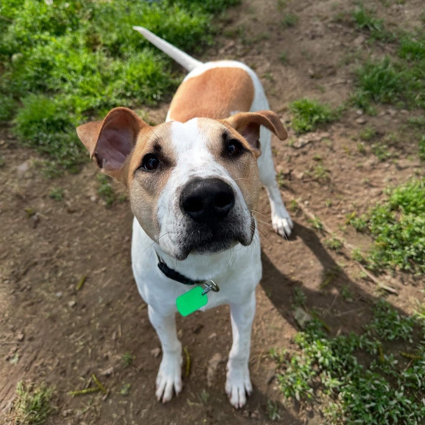 Goliath, a Adoptable mixed breed in Penfield, NY image 2/6