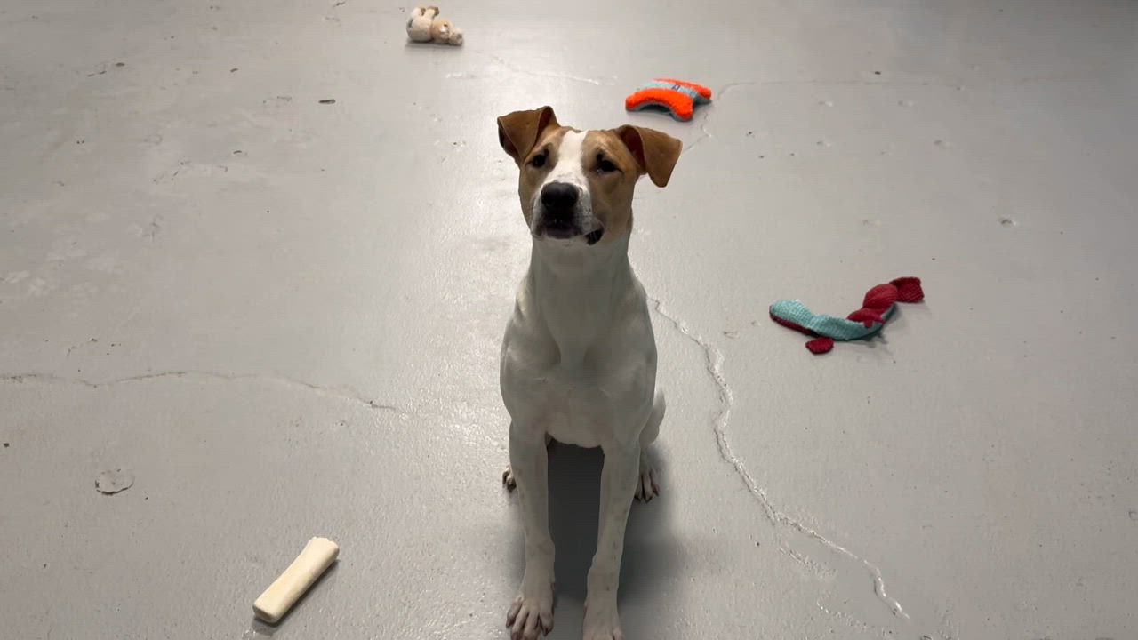 Enlarge Goliath, a Adoptable mixed breed in Penfield, NY video 3/6
