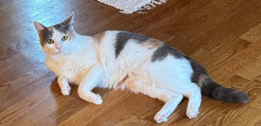 Enlarge Iris V, a Adoptable Calico in Cary, NC image 1/4