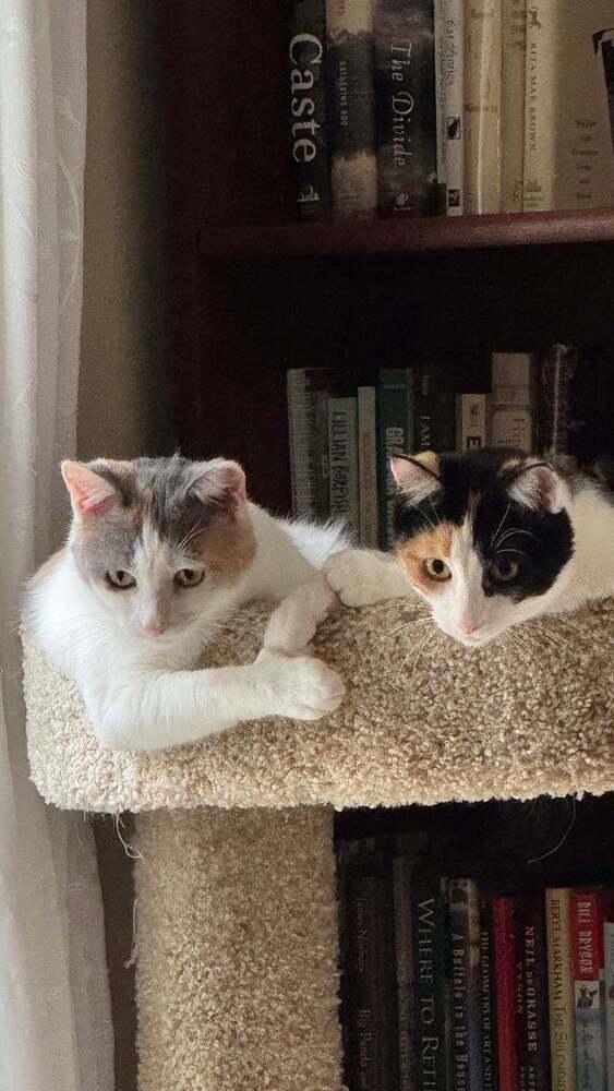 Enlarge Iris V, a Adoptable Calico in Cary, NC image 2/4