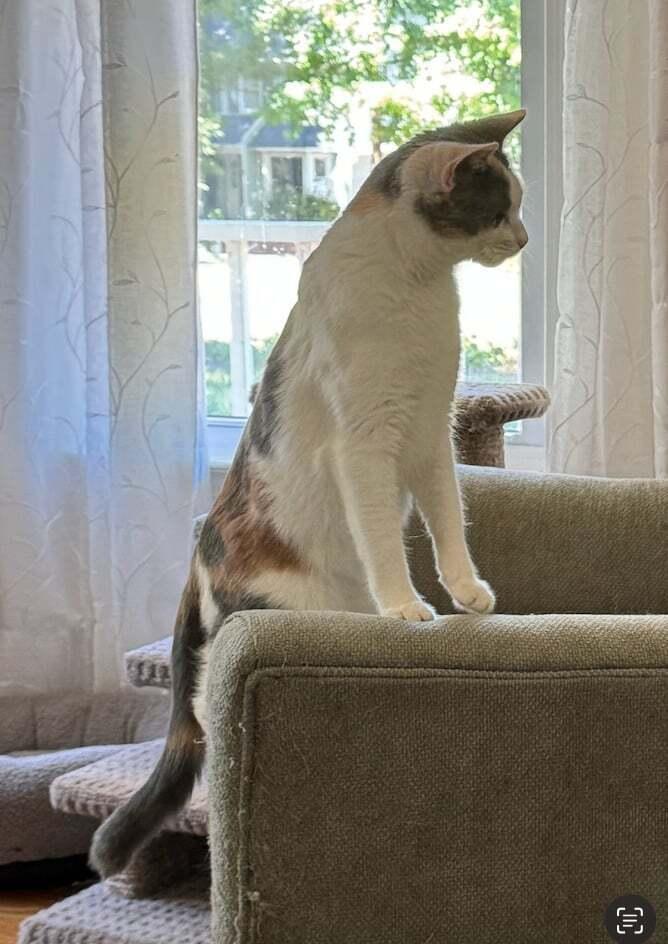 Enlarge Iris V, a Adoptable Calico in Cary, NC image 3/4