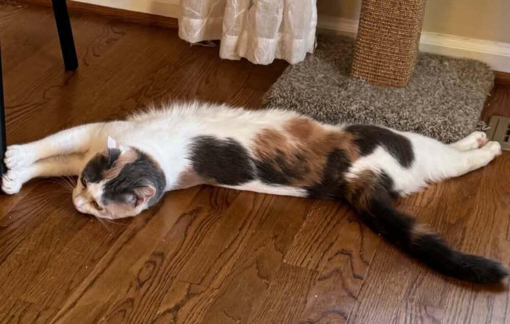 Enlarge Iris V, a Adoptable Calico in Cary, NC image 4/4