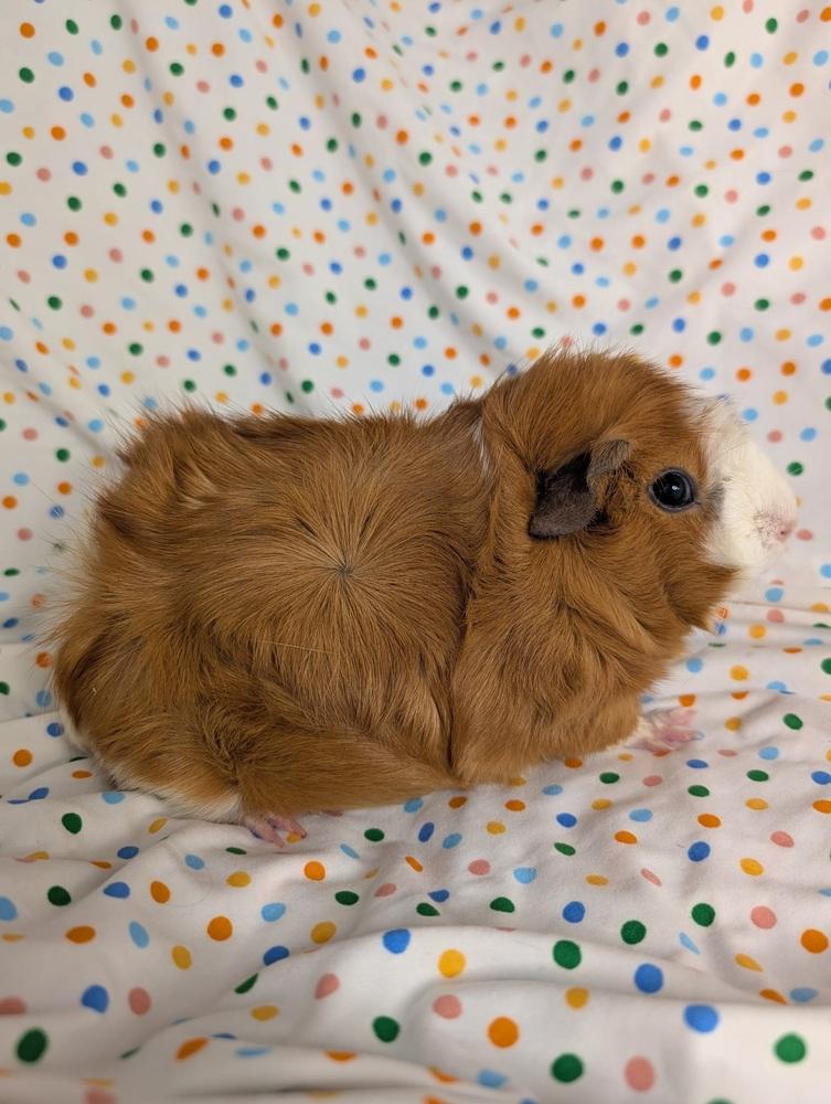 Zoee, Adoptable, Young Female Guinea Pig.