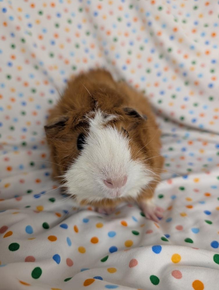 Enlarge Zoee, a Adoptable mixed breed in Gainesville, FL image 2/3