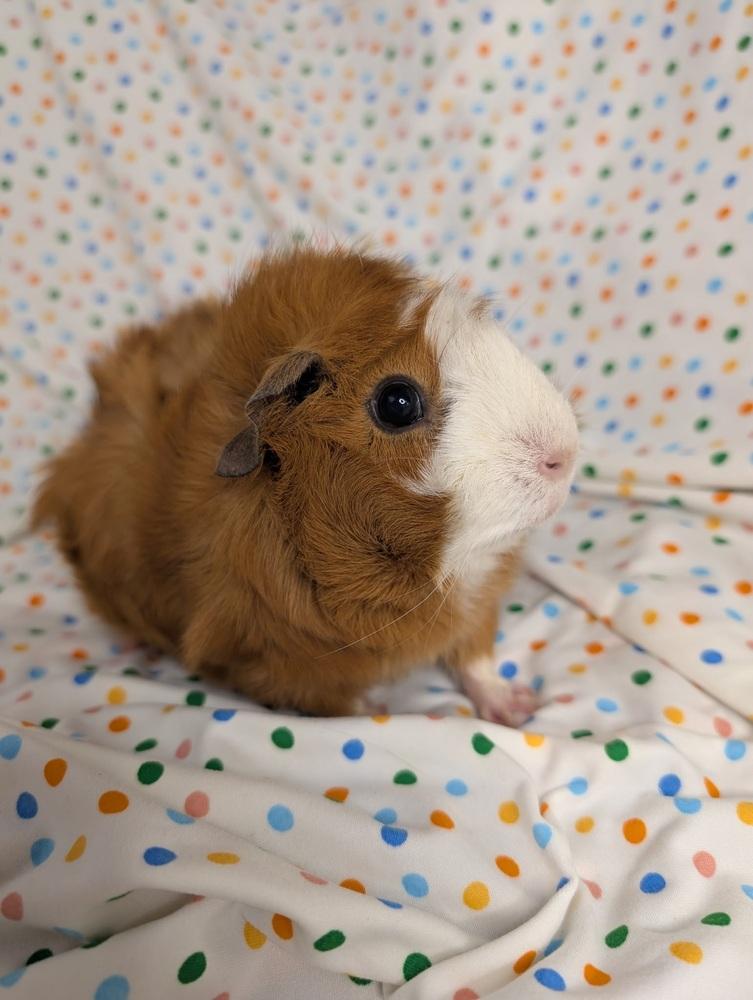 Enlarge Zoee, a Adoptable mixed breed in Gainesville, FL image 3/3