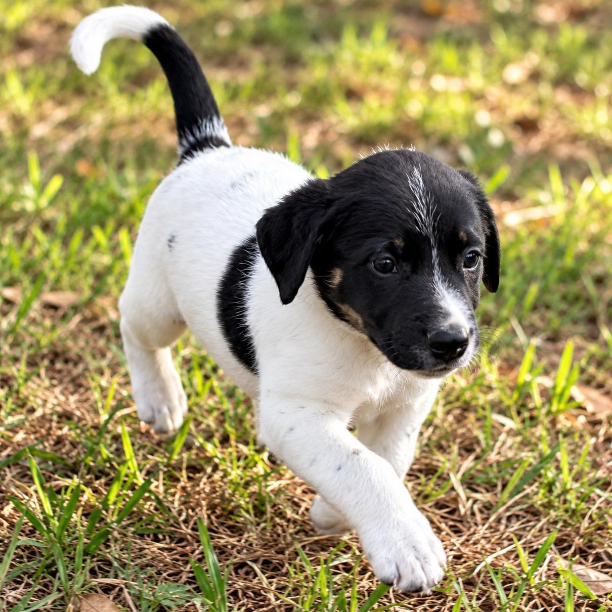 Enlarge Landry - Loving, Cuddles, Fun Personality Sweet Boy, and Great with Dogs, a Adoptable mixed breed in East Syracuse, NY image 5/5