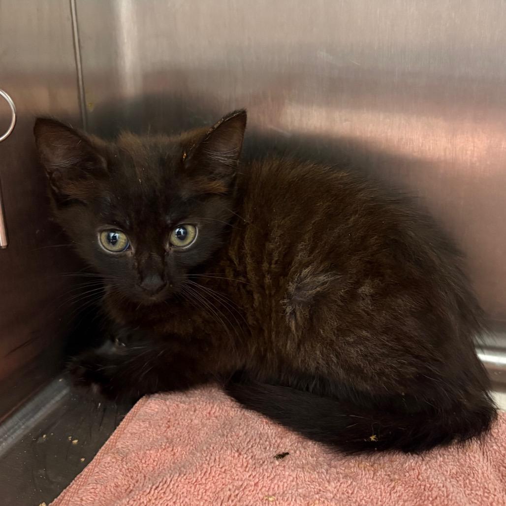 Enlarge Cabbage, a Adoptable Domestic Short Hair in Morganton, NC image 1/3