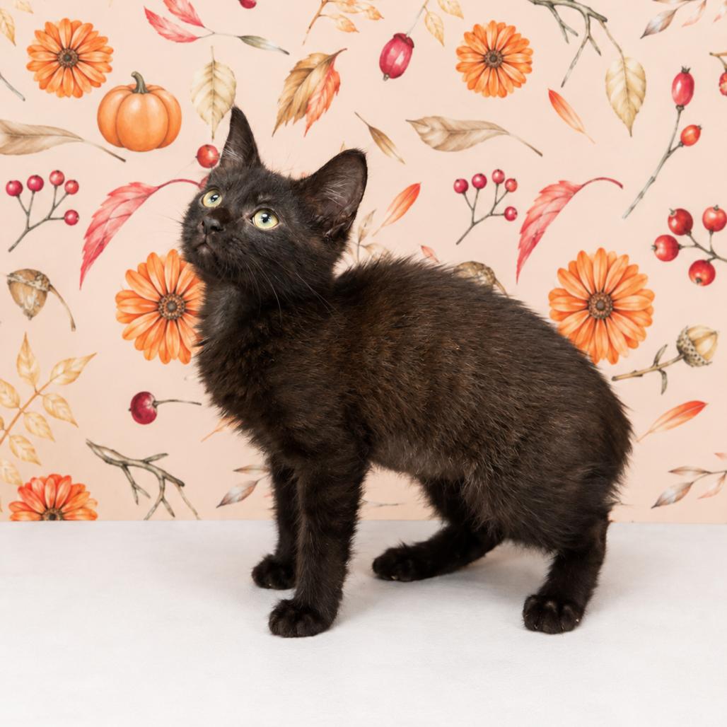 Enlarge Cabbage, a Adoptable Domestic Short Hair in Morganton, NC image 2/3