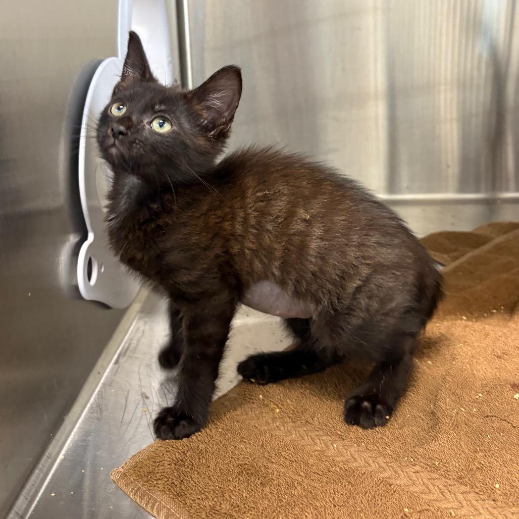 Enlarge Cabbage, a Adoptable Domestic Short Hair in Morganton, NC image 3/3