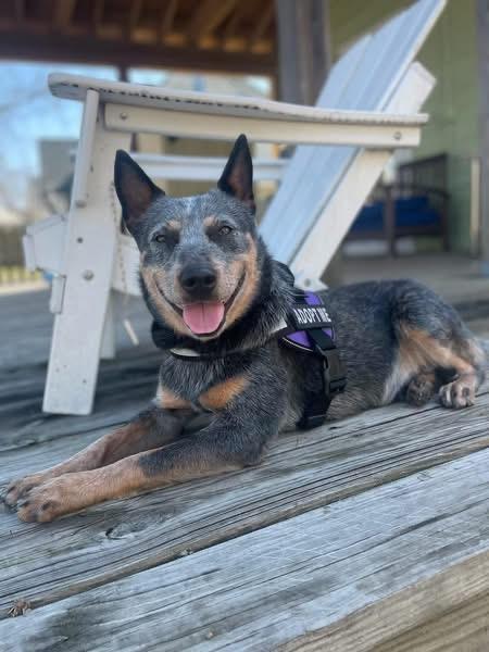 Blue, Adoptable, Young Male Australian Cattle Dog / Blue Heeler.