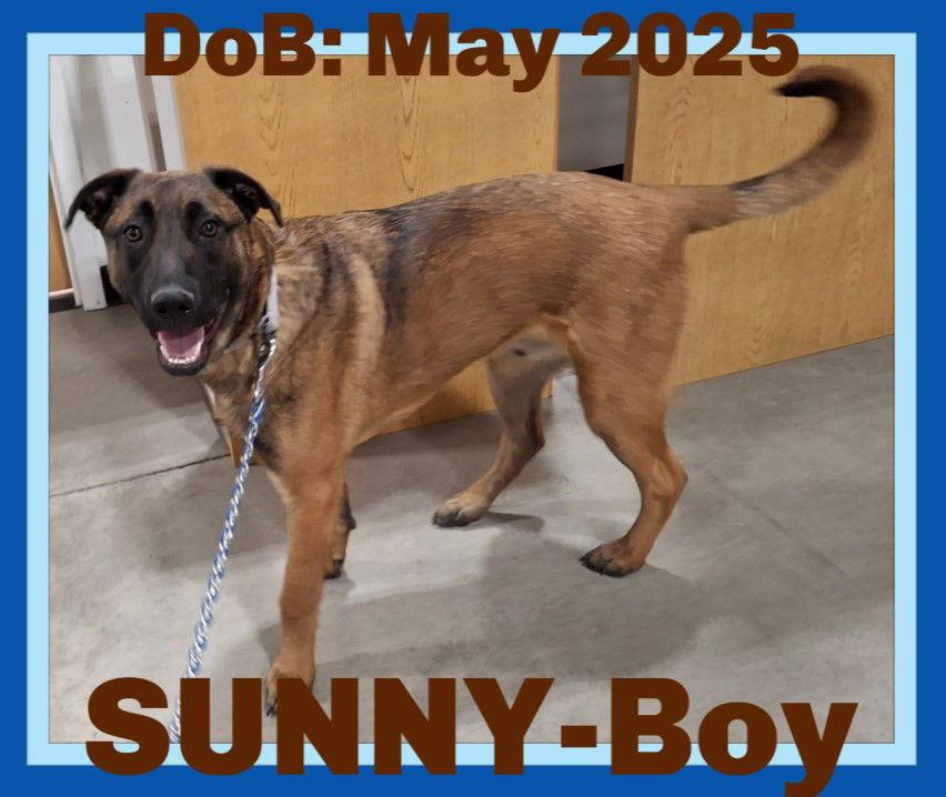 Enlarge SUNNY-Boy, a Adopted mixed breed in Sebec, ME image 1/4