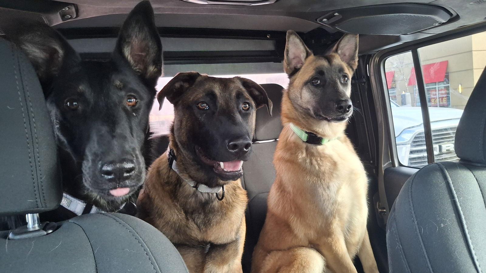 Enlarge SUNNY-Boy, a Adopted mixed breed in Sebec, ME image 2/4