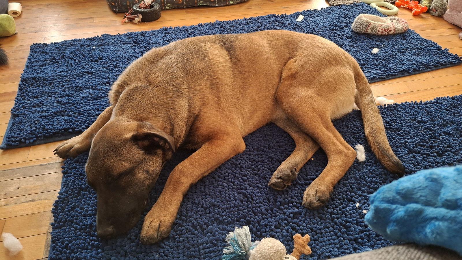 Enlarge SUNNY-Boy, a Adoptable mixed breed in Sebec, ME image 1/4