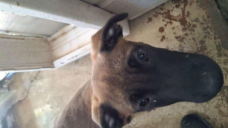 SUNNY, Adoptable, Young Male Belgian Shepherd / Malinois.