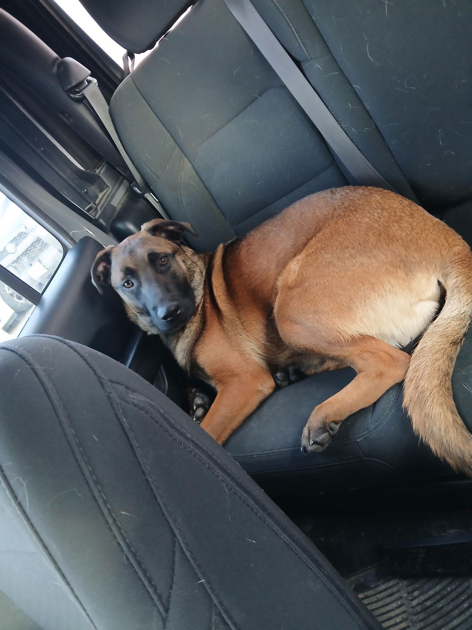 Enlarge SUNNY-Boy, a Adopted mixed breed in Sebec, ME image 3/4