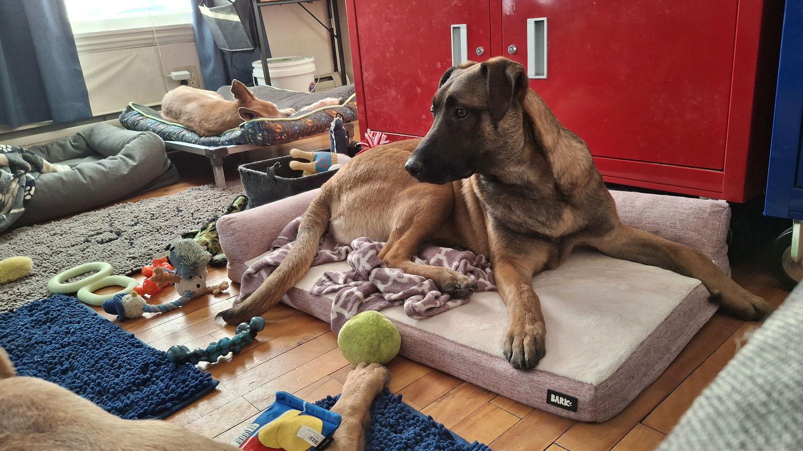 Enlarge SUNNY-Boy, a Adoptable mixed breed in Sebec, ME image 3/4