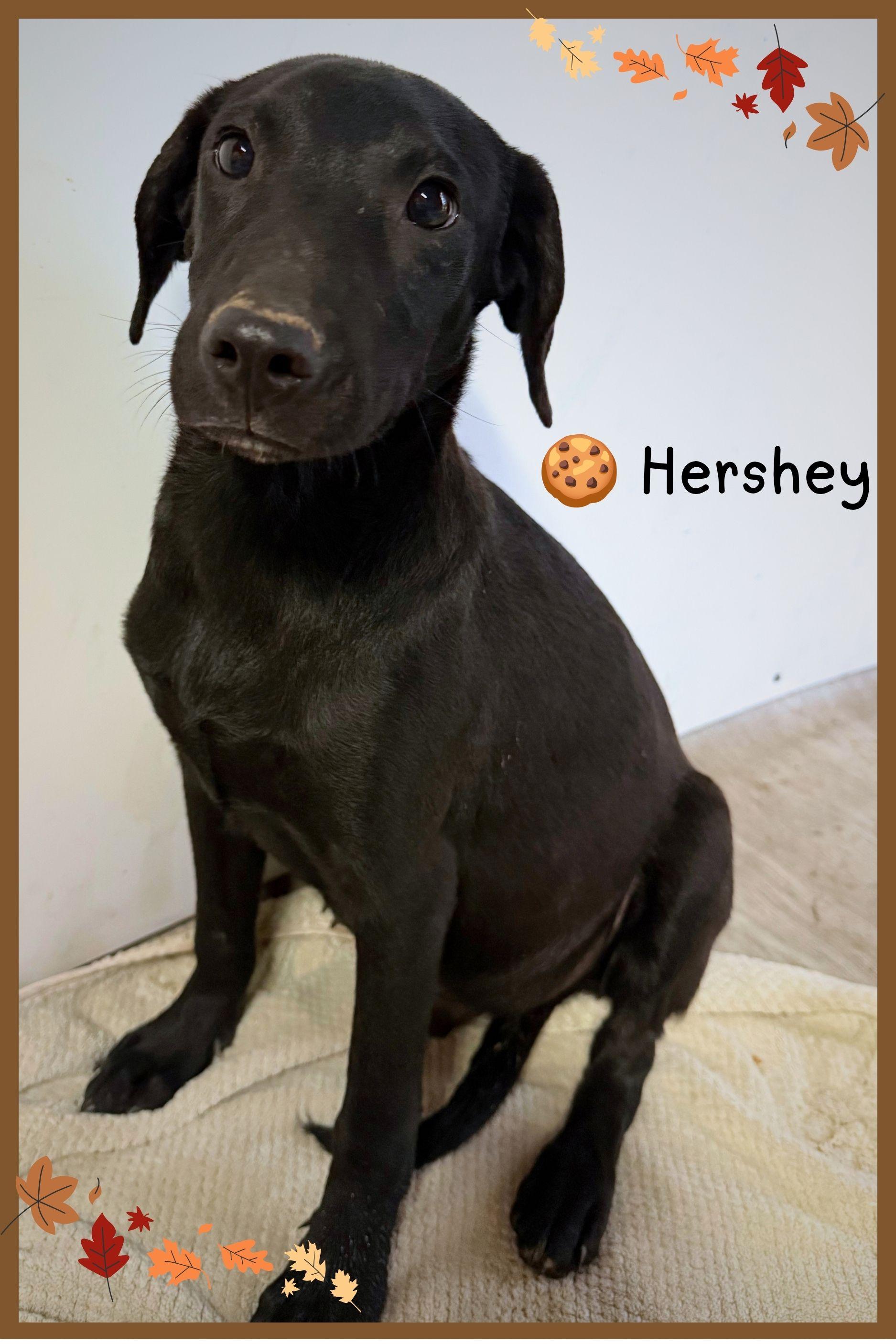Hershey- Adorable 5 month old rescue puppies, Litter of 8, Adoptable, Puppy Male Labrador Retriever.