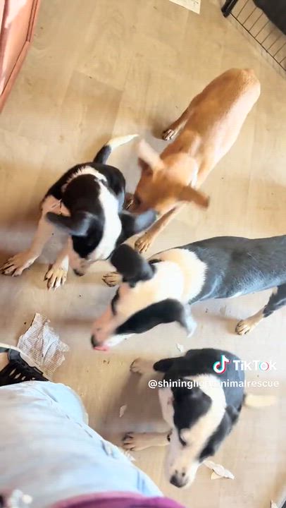 Enlarge Hershey- Adorable 5 month old rescue puppies, Litter of 8, a Adoptable Labrador Retriever in Royalton, IL video 4/4