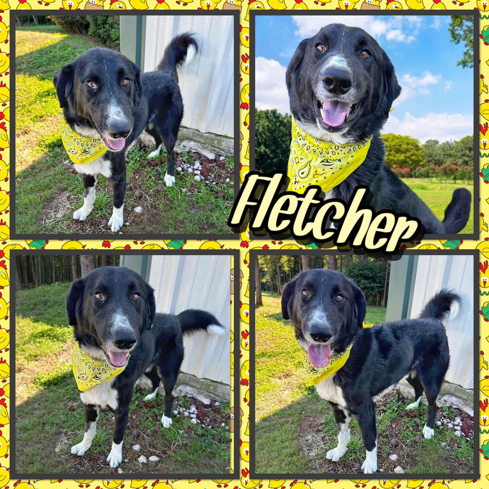 Fletcher, Adoptable, Adult Male Border Collie.