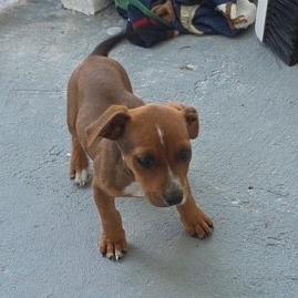 Enlarge Liberty, a Adoptable Pit Bull Terrier in Hobe Sound, FL image 1/1