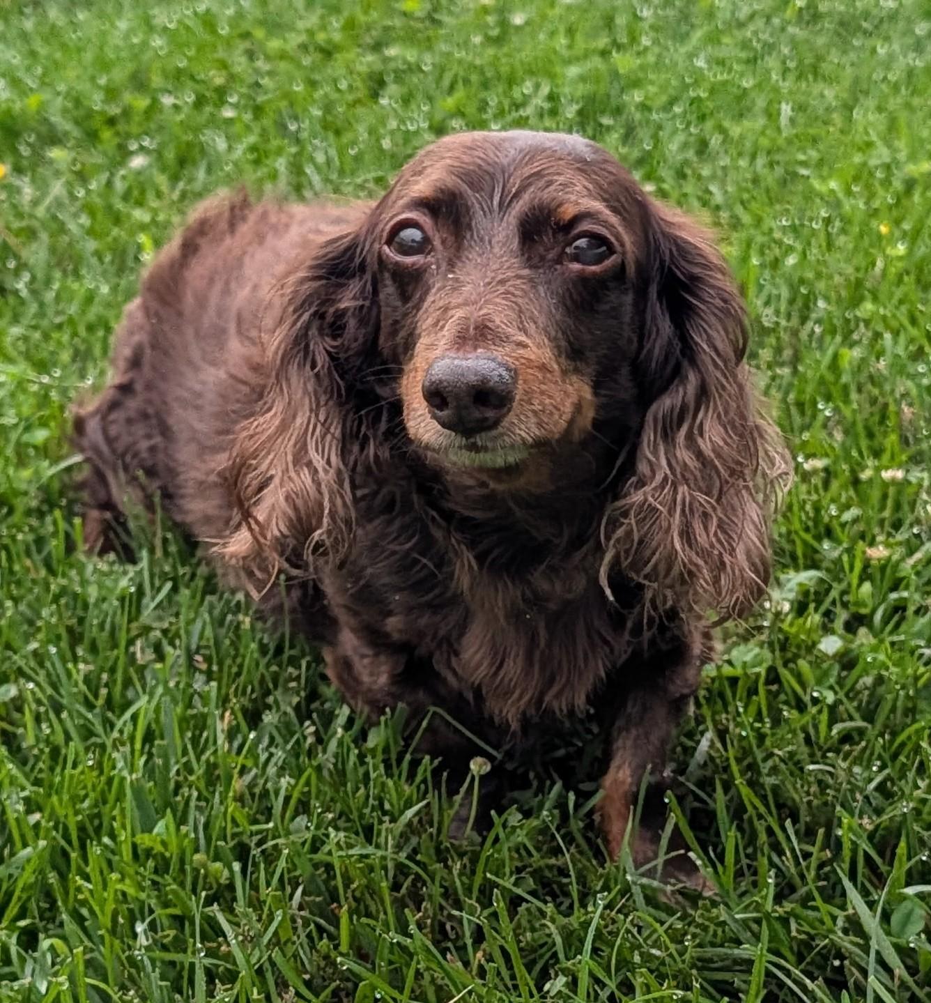 Winston aka Winnie in NY, a ADOPTABLE Dachshund in Shelbyville, TN image 1/5