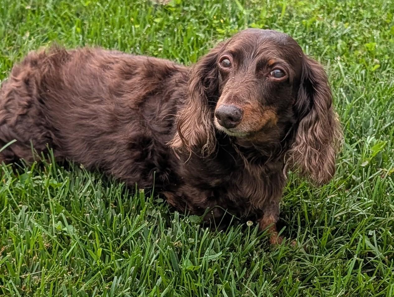 Winston aka Winnie in NY, a ADOPTABLE Dachshund in Shelbyville, TN image 2/5