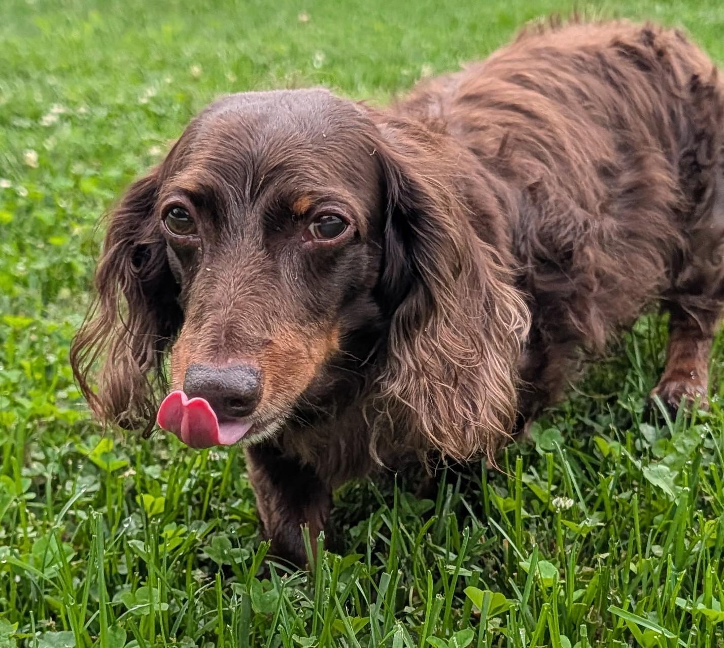 Winston aka Winnie in NY, a ADOPTABLE Dachshund in Shelbyville, TN image 4/5