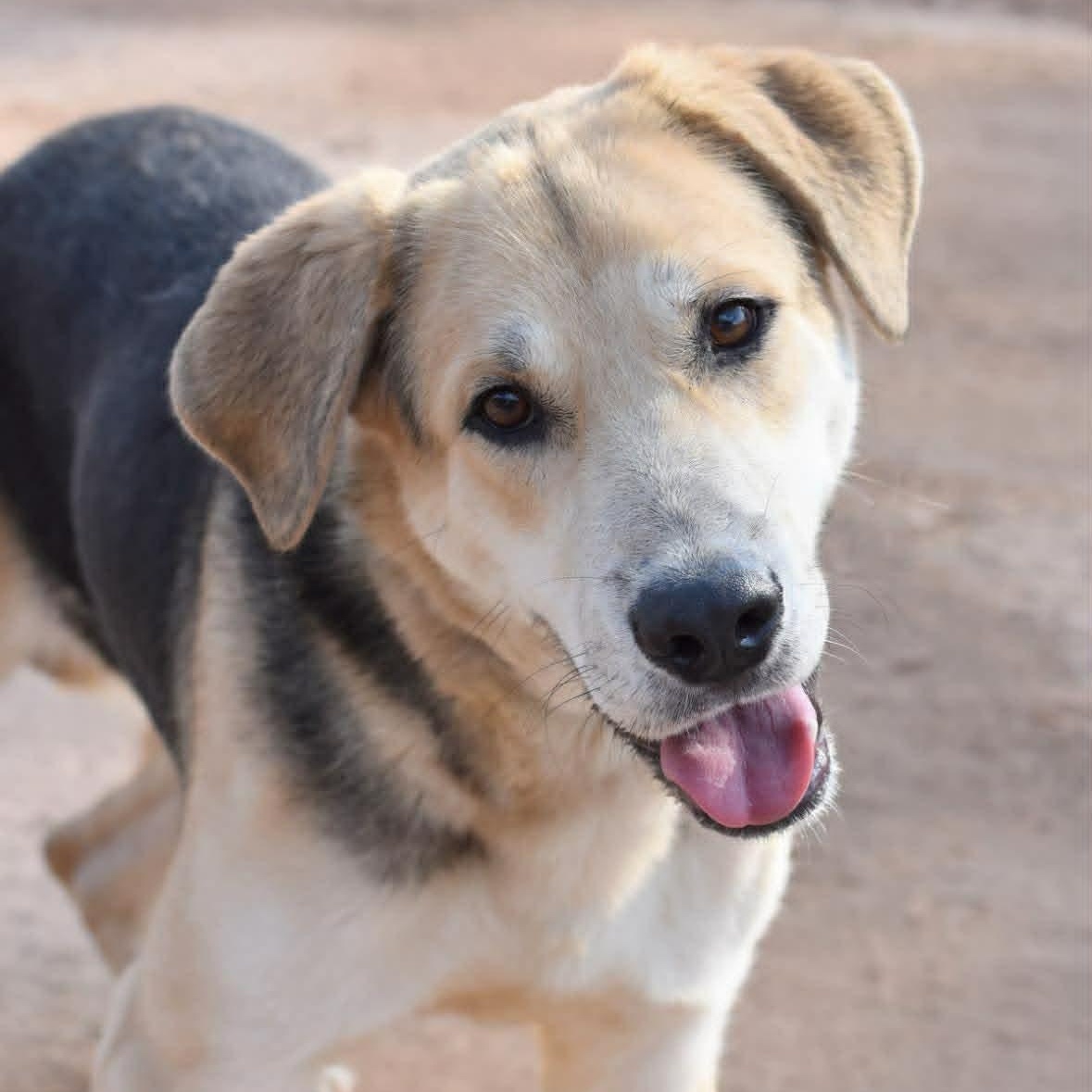 Enlarge Buddy, a ADOPTABLE mixed breed in Crosby, TX image 3/5
