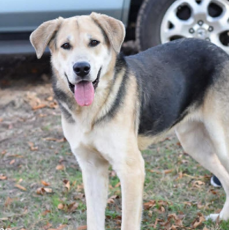 Enlarge Buddy, a ADOPTABLE mixed breed in Crosby, TX image 5/5