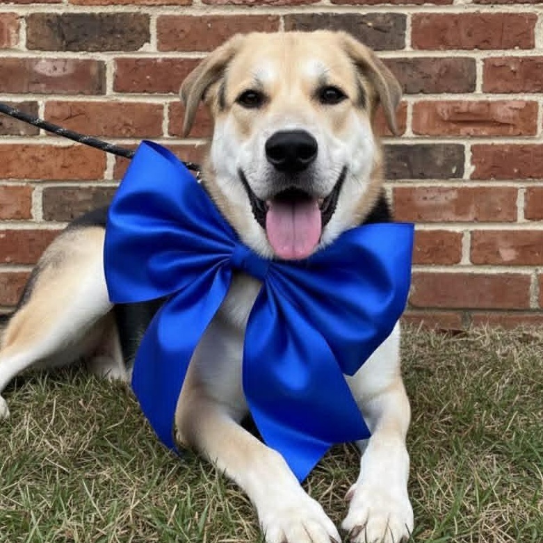 Buddy, ADOPTABLE, Adult Male German Shepherd Dog & Black Labrador Retriever.