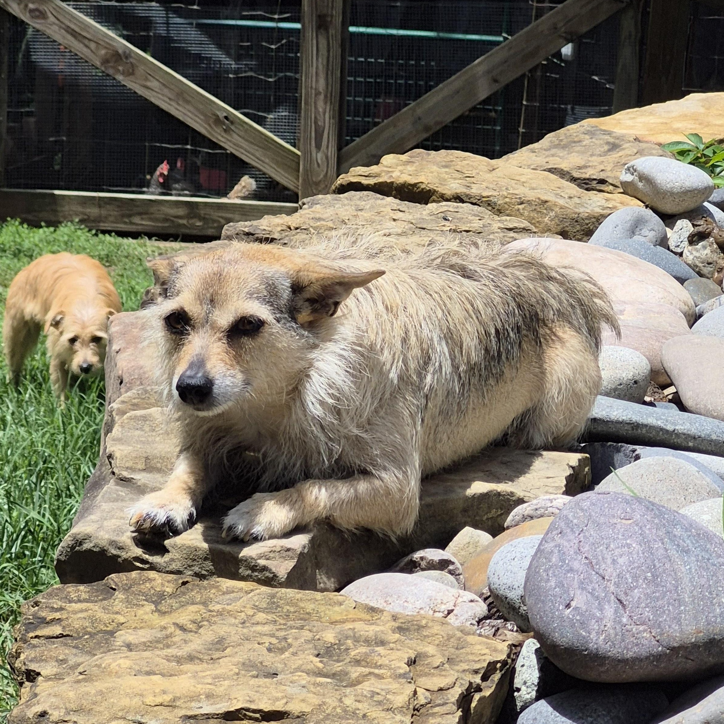 Kaya, a Adoptable mixed breed in Albany, NY image 2/6