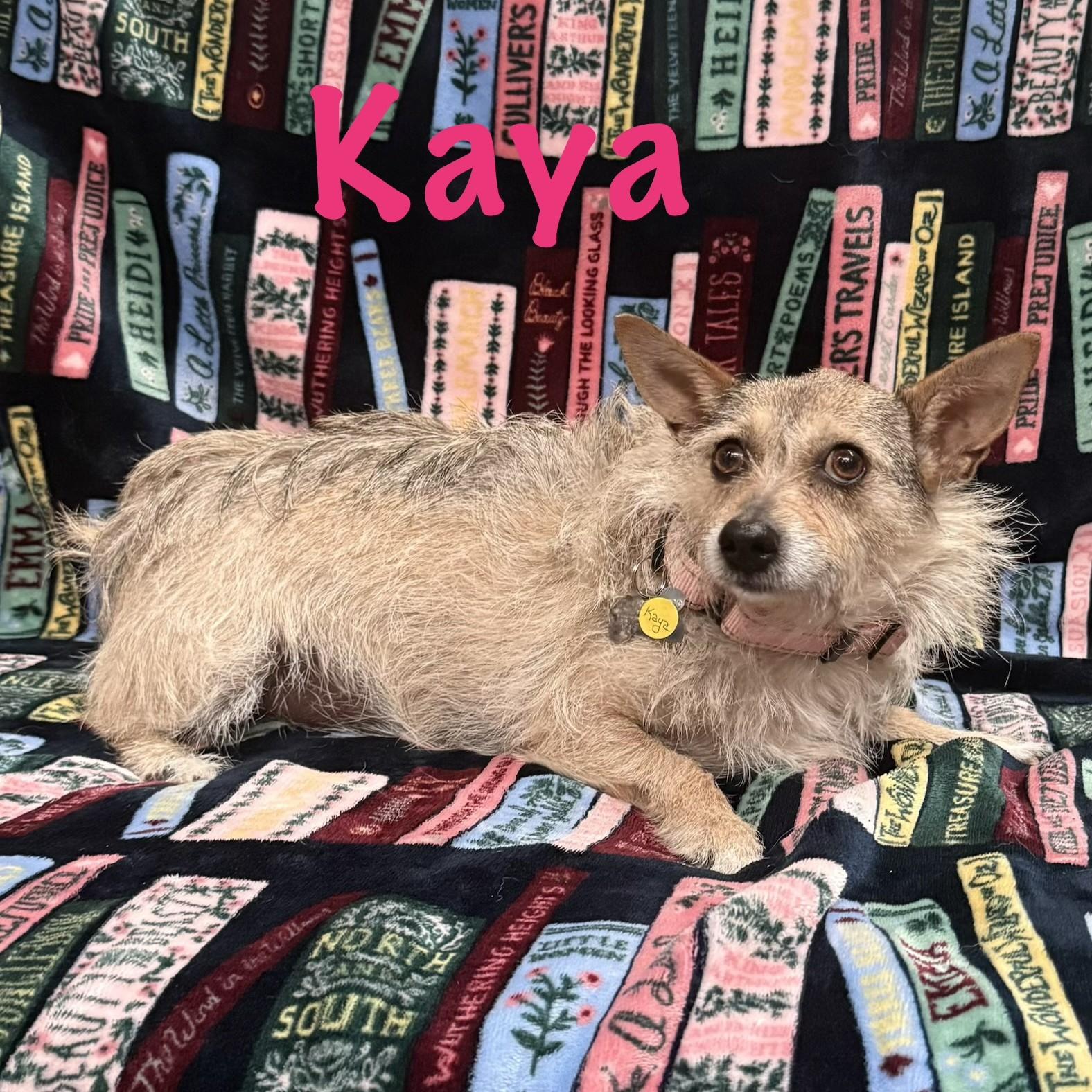 Kaya, a Adoptable mixed breed in Albany, NY image 1/6