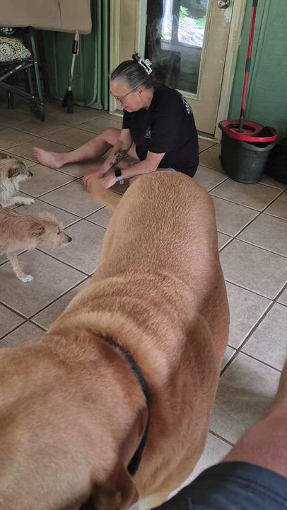 Enlarge Kaya, a Adoptable mixed breed in Albany, NY video 6/6