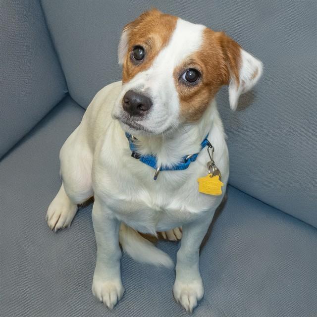 POSEY, Adoptable, Young Female Australian Cattle Dog / Blue Heeler & Mixed Breed.