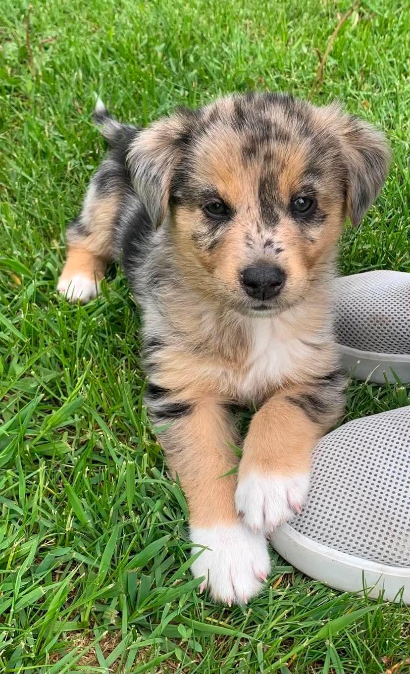 Enlarge Pixel, an adoptable mixed breed in Winnipeg, MB image 2/5