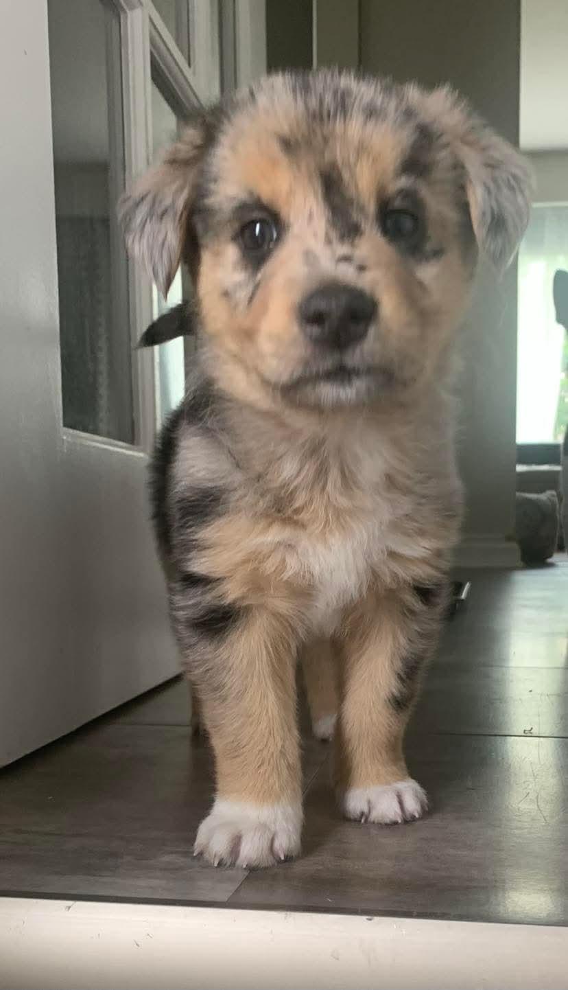 Pixel, adoptable, Puppy Female Australian Shepherd & Mixed Breed.